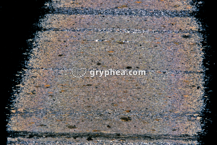 Siltite - Pélite gréseuse LPA x1,5 - gryphea.com